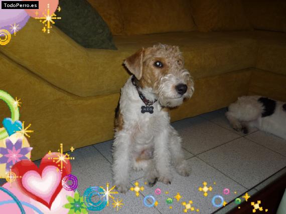 La foto del perro