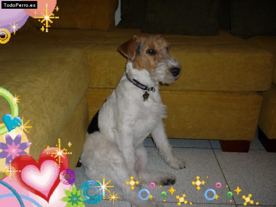 La foto del perro
