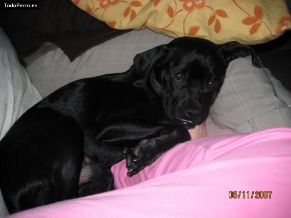 La foto del perro