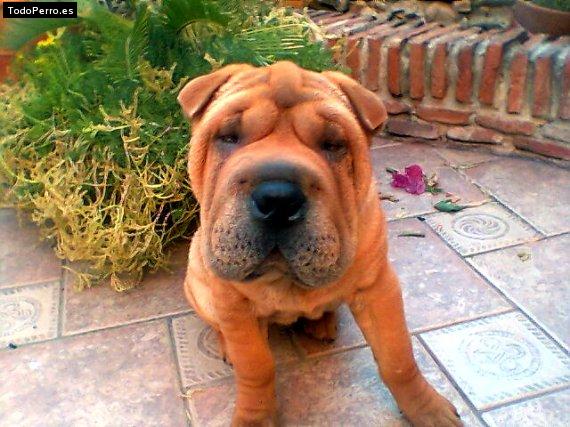 La foto del perro