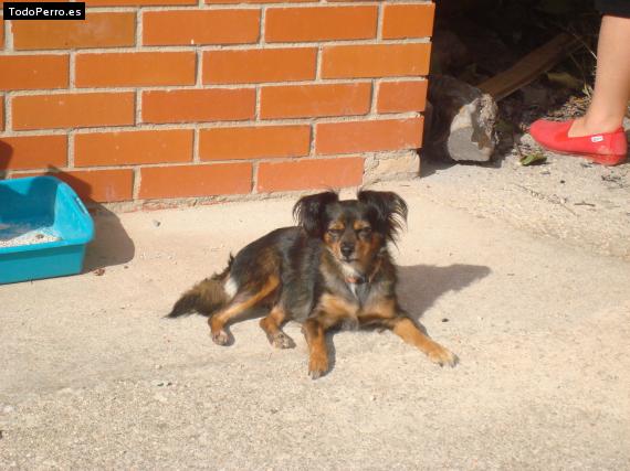 La foto del perro