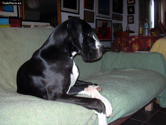 La foto del perro