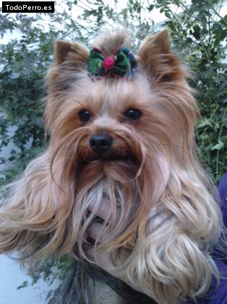 La foto del perro