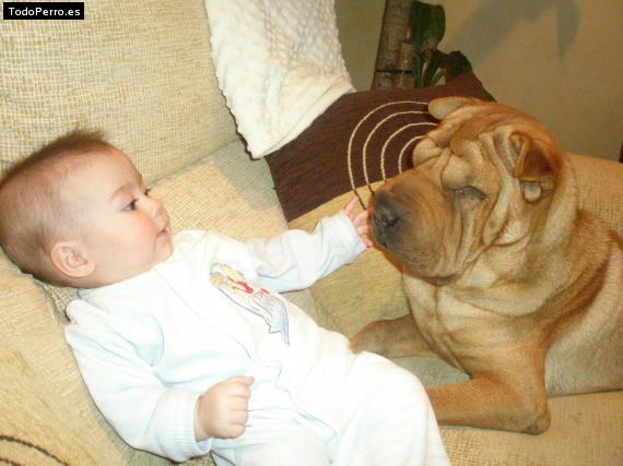 La foto del perro