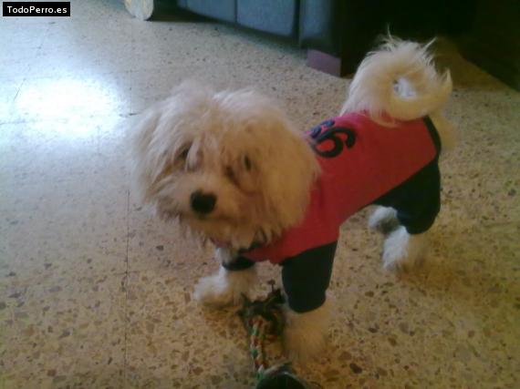 La foto del perro