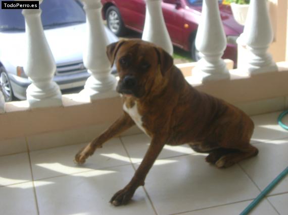 La foto del perro