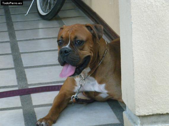 La foto del perro