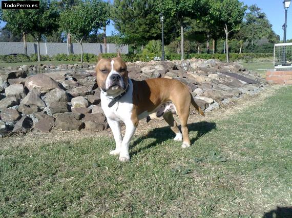 Foto del perro Can