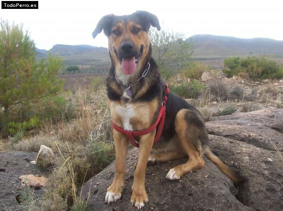 La foto del perro
