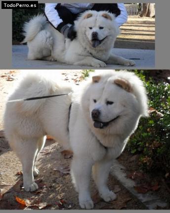 La foto del perro