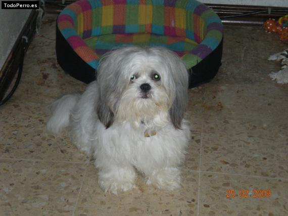 La foto del perro