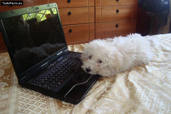 La foto del perro