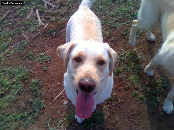 La foto del perro