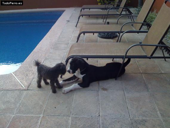 La foto del perro