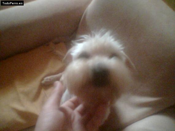 La foto del perro