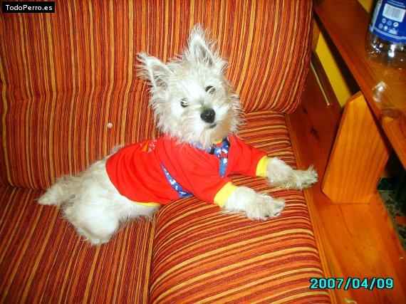 La foto del perro