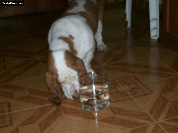 La foto del perro