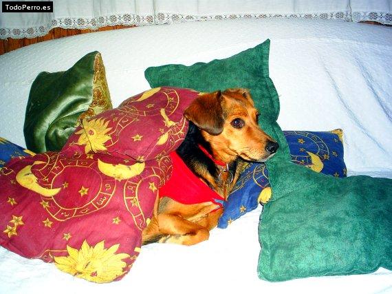 La foto del perro