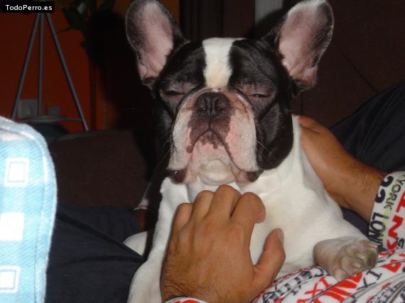 La foto del perro