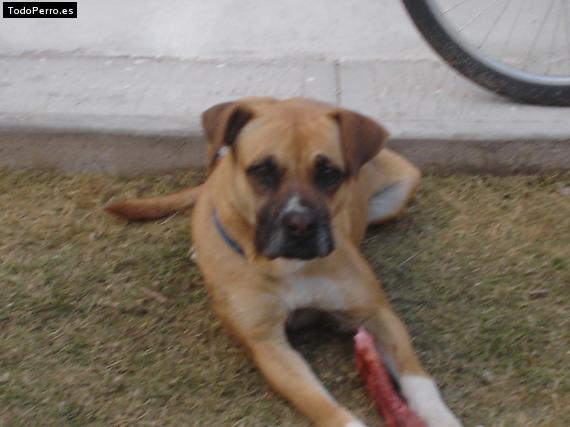 La foto del perro
