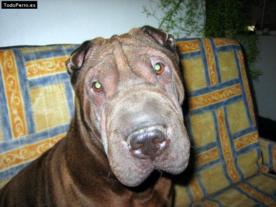 La foto del perro