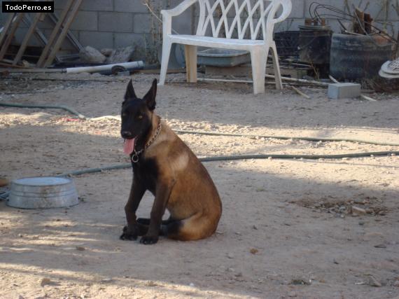 La foto del perro