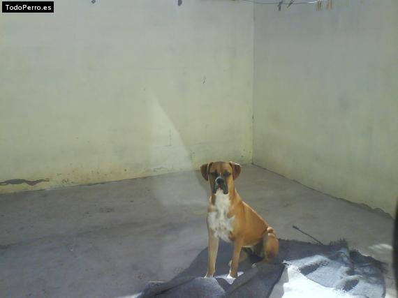 Foto del perro Wubbzy