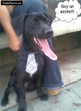 La foto del perro