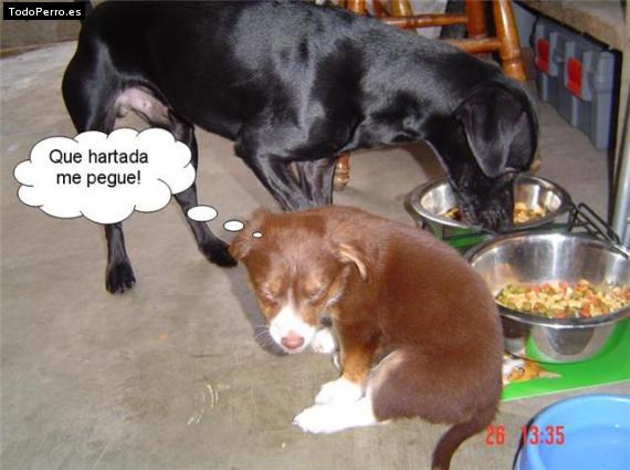La foto del perro