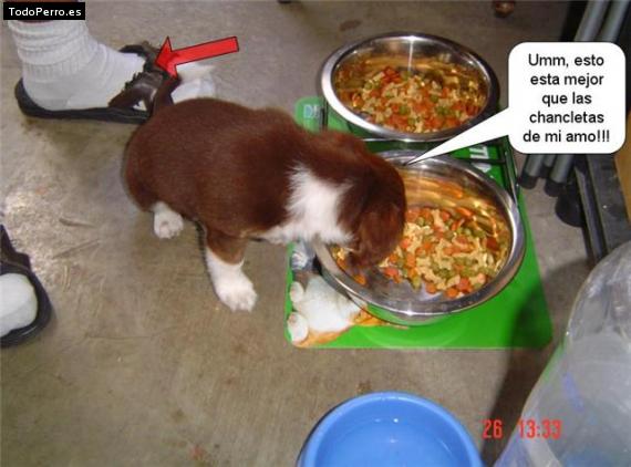 La foto del perro