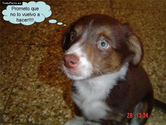 La foto del perro