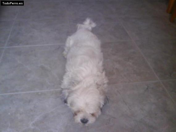 La foto del perro