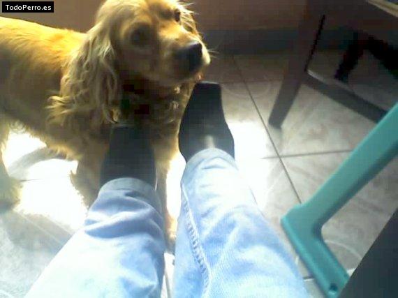 La foto del perro