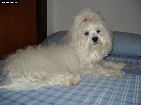 La foto del perro