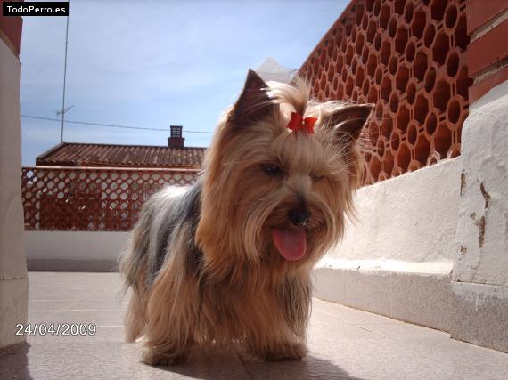 La foto del perro