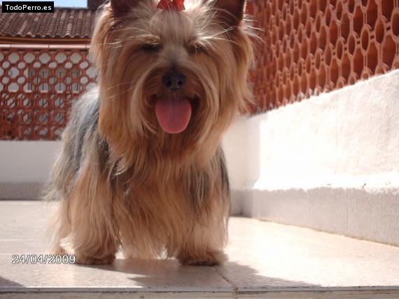 La foto del perro