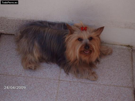 La foto del perro