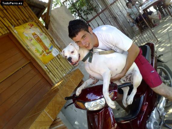 La foto del perro