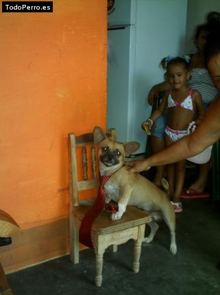 La foto del perro