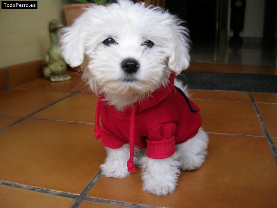 La foto del perro