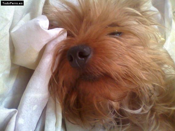 La foto del perro