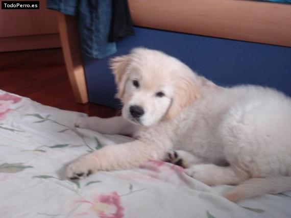 Foto del perro Zeus