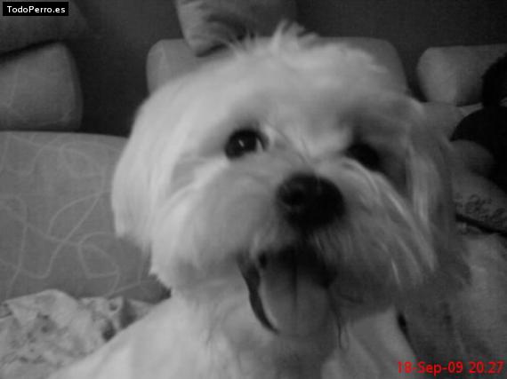 La foto del perro
