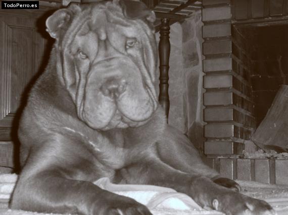La foto del perro