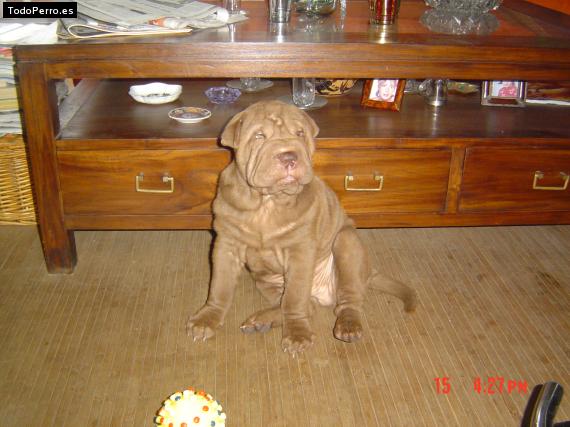 La foto del perro