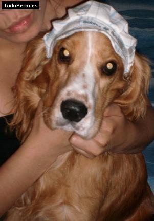 La foto del perro