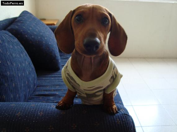La foto del perro