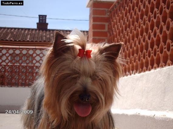 La foto del perro