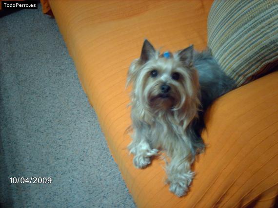 La foto del perro