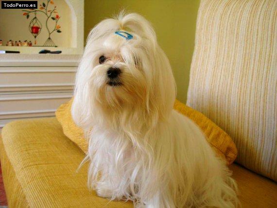 La foto del perro